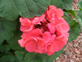 4 Zonal Geranium Cuttings (Pelargonium) – 4 inch Unrooted Stems for Rooting