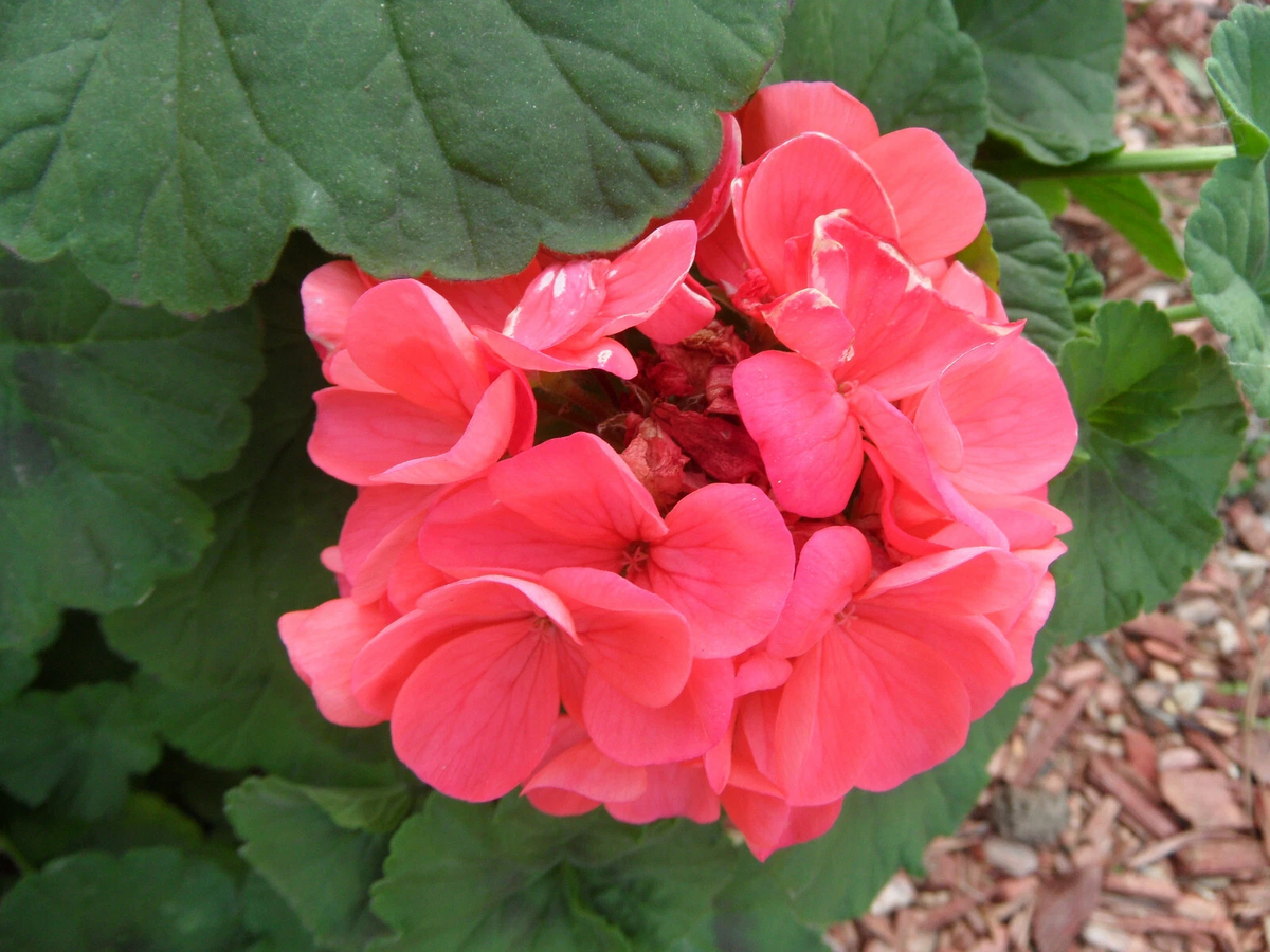 4 Zonal Geranium Cuttings (Pelargonium) – 4 inch Unrooted Stems for Rooting