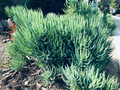 Senecio vitalis Cuttings 9-Pack (Blue Chalk Fingers) – 6" Live Succulent Cuttings