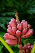 Bordelon Musa Banana - Small Rooted Starter Plant for Containers & Tropical Gardens