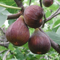 Fig Tree Cutting – 10" Unrooted Ficus carica Cutting for Planting
