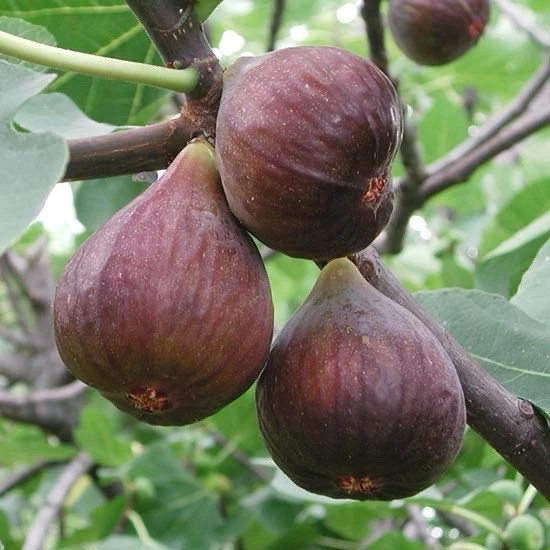 Fig Tree Cutting – 10" Unrooted Ficus carica Cutting for Planting