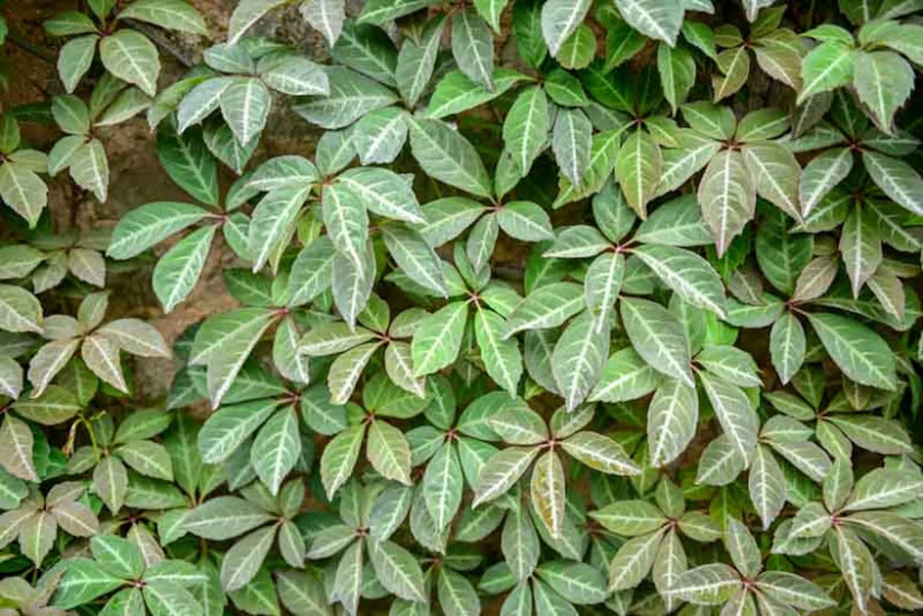 Virginia Creeper Cuttings - 10 Unrooted Parthenocissus quinquefolia Vines, 6-8"