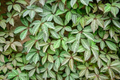 Virginia Creeper Cuttings - 10 Unrooted Parthenocissus quinquefolia Vines, 6-8"