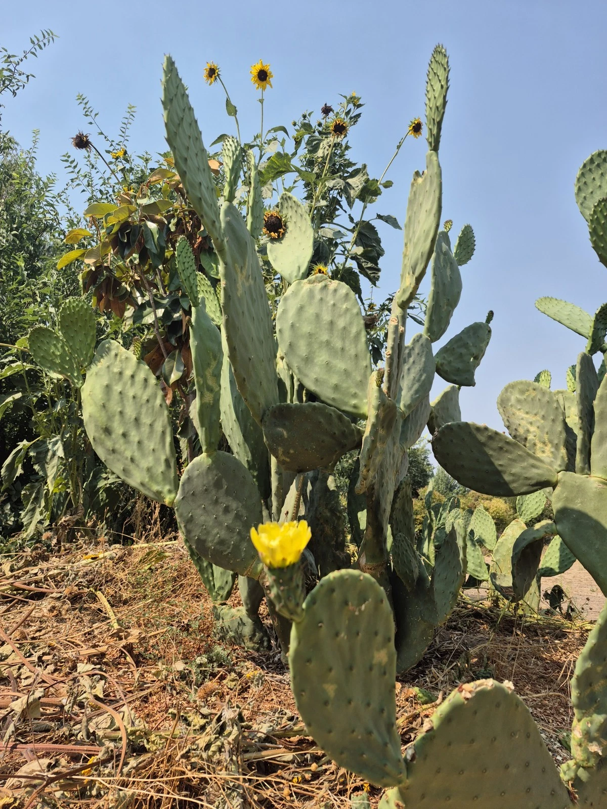 Prickly Pear Cactus Pads – 6–10" Opuntia ficus-indica Cuttings (Unrooted), Indian Fig