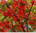 Beni Kin Mokusei Tea Olive (Osmanthus fragrans) Rooted Starter Plant – Red Sweet Blooms