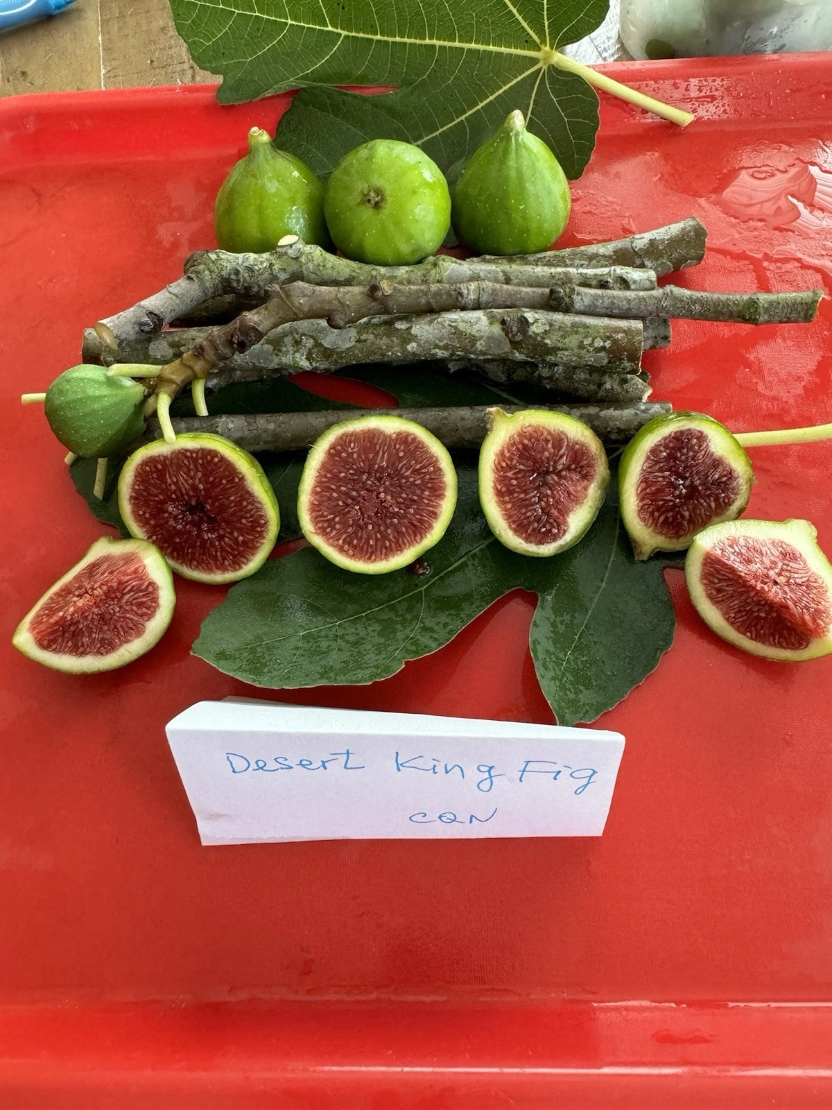 Desert King Fig Cuttings - 3 Fresh 8–10in Ficus carica Propagation Wood