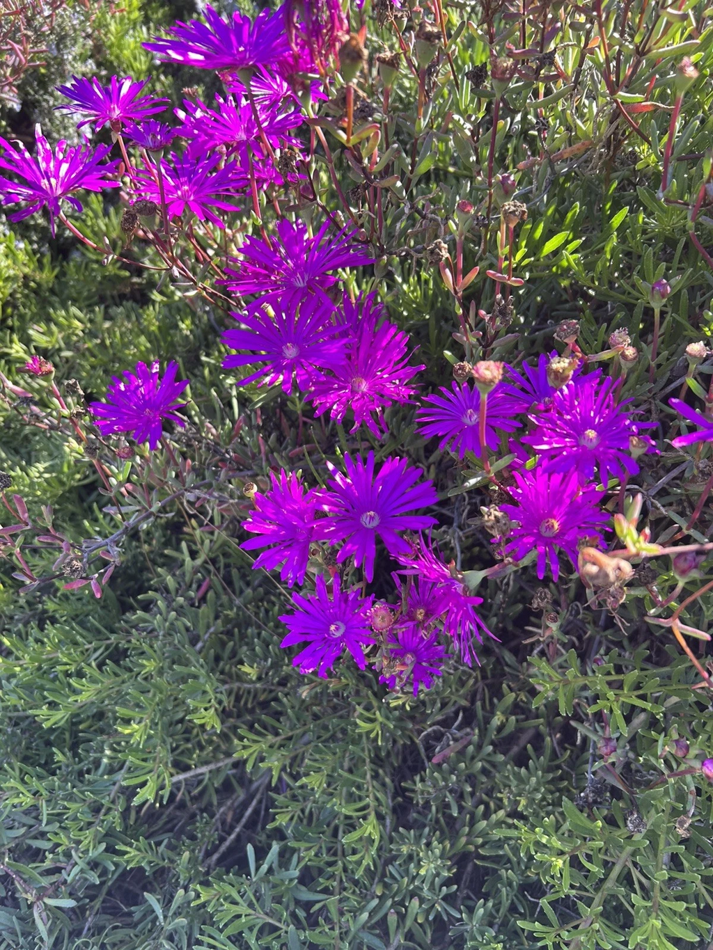 Creeping Ice Plant Cuttings 12pcs - Delosperma Purple/Pink Ground Cover