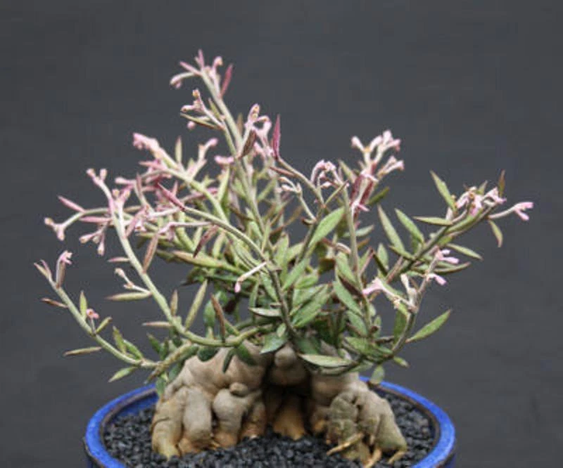 Monadenium rubellum Seeds - 25 Exotic Caudex Succulent Seeds for Indoor Bonsai Growth