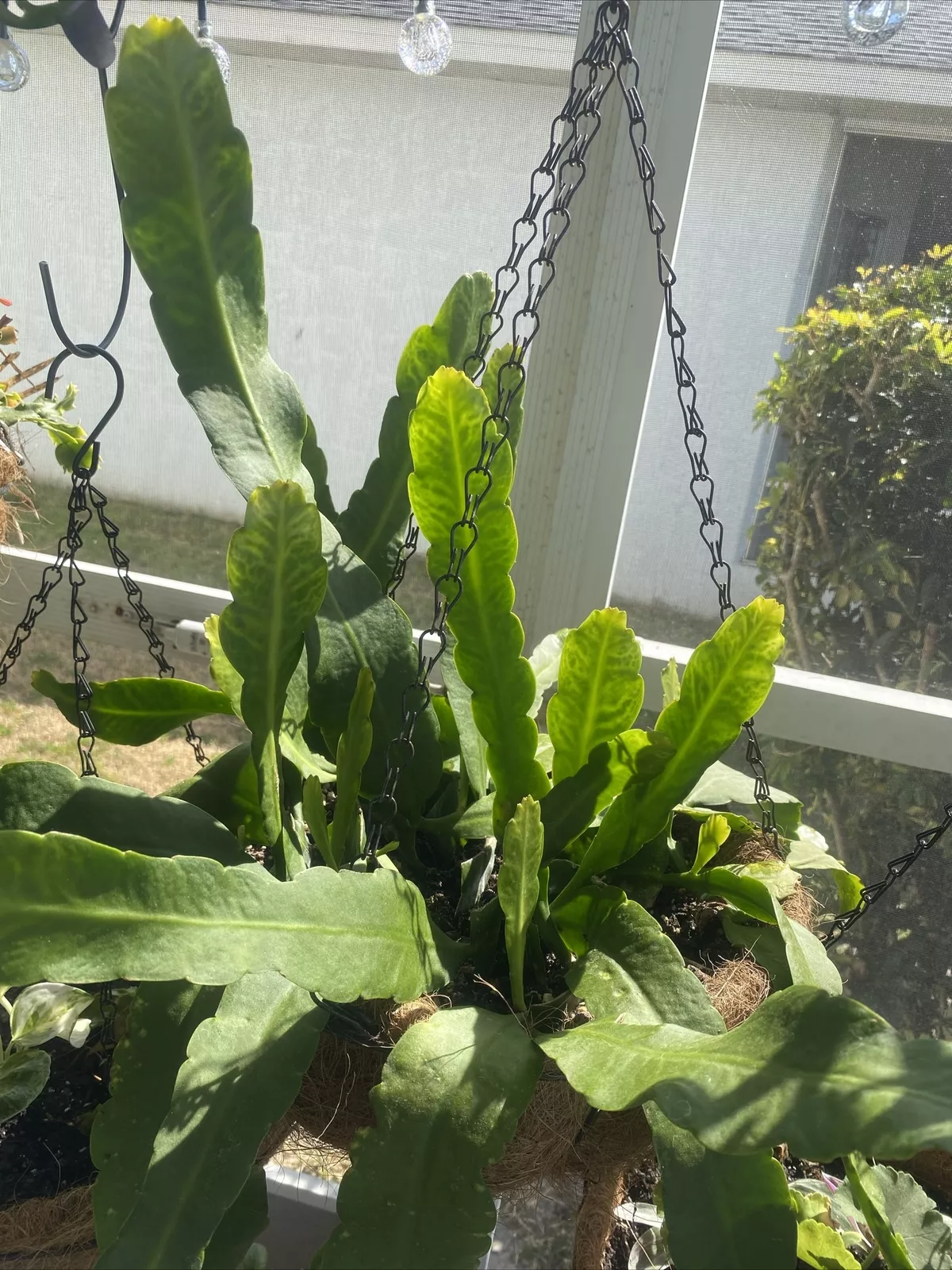 Rooted Epiphyllum Orchid Cactus Cuttings - 2 Pcs, 10”+ Each