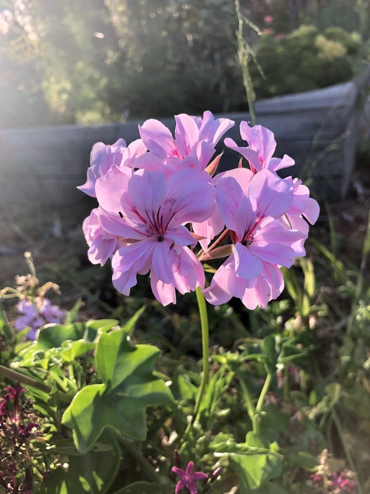 Pelargonium peltatum Lavender Ivy Geranium – 2 Trailing Cuttings (6 inches)