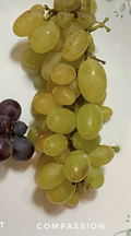 Compassion Grape Cuttings 4-Pack | 2–3 Node Live Vine Cuttings for Rooting or Grafting