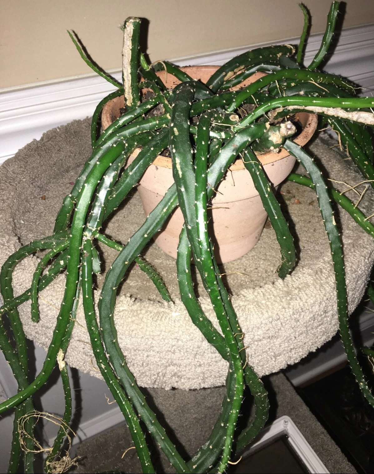 Snake Cactus Cuttings – 10 Fresh Segments | Aporocactus / Rhipsalis Trailing Cactus Starter