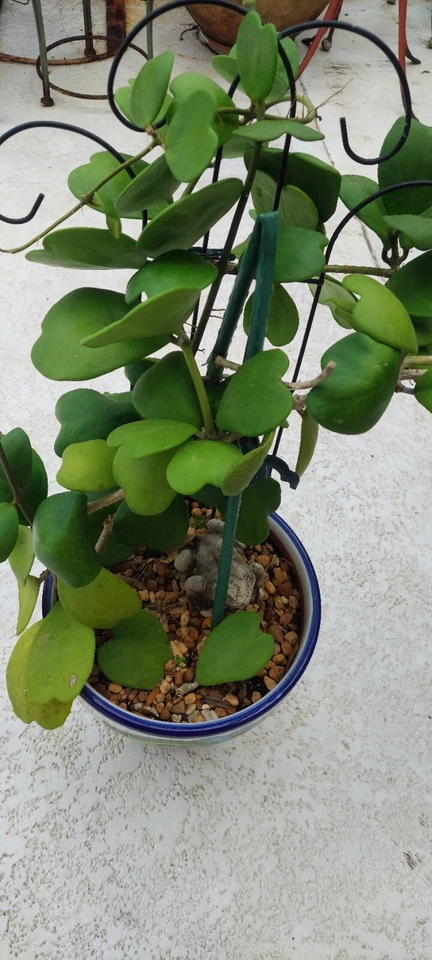 Hoya Kerrii Heart Cutting – 2-Leaf Sweetheart Vine Cutting with 1 Node