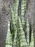 Snake Plant Leaf Cuttings – 10 Unrooted Sansevieria Hawaii Cuttings for DIY Propagation
