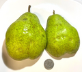 Bartlett Pear Cuttings – 9 Unrooted Bartlett Scion Wood for Grafting (6+3)
