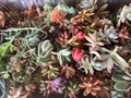 Colorful Succulent Cuttings - 10 Unrooted Varieties, Mixed Live Cuttings