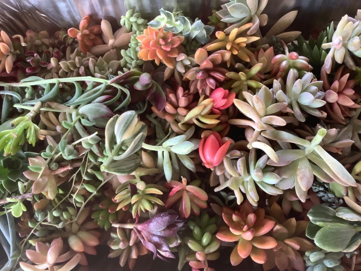 Colorful Succulent Cuttings - 10 Unrooted Varieties, Mixed Live Cuttings