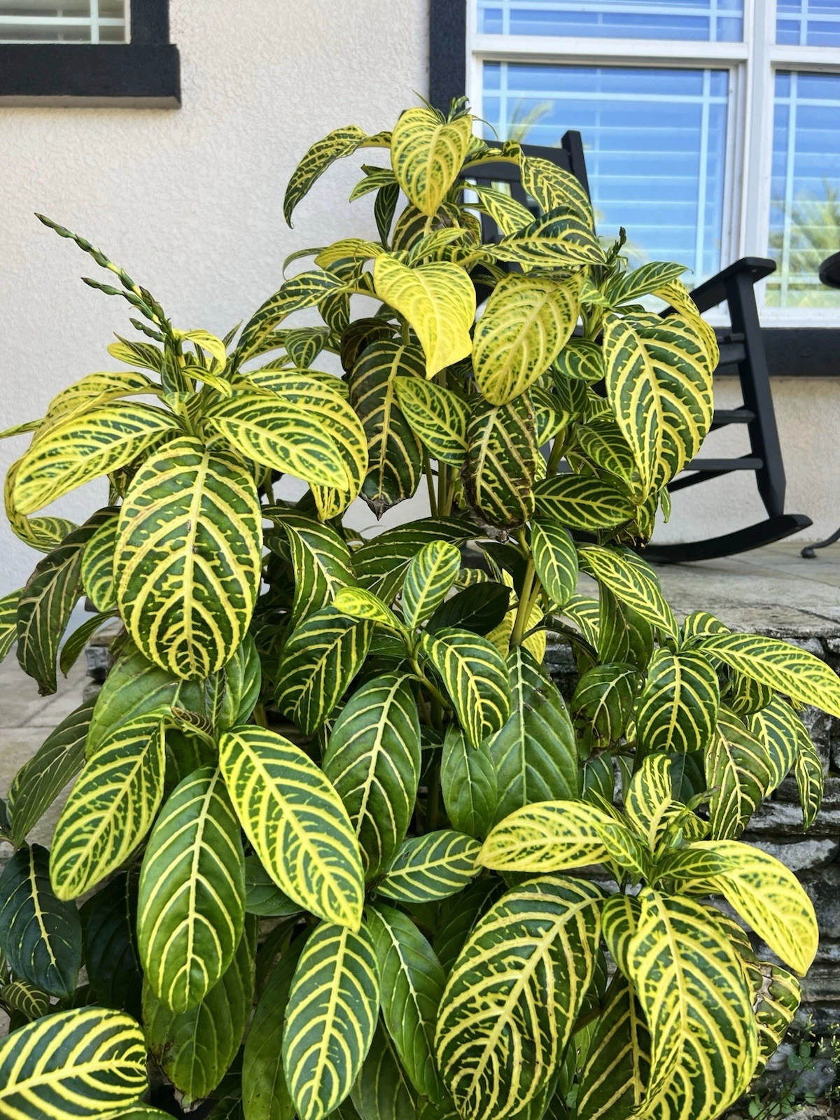 Sanchezia Cuttings - Unrooted Live Tropical Plant Cuttings with Green & Yellow Foliage