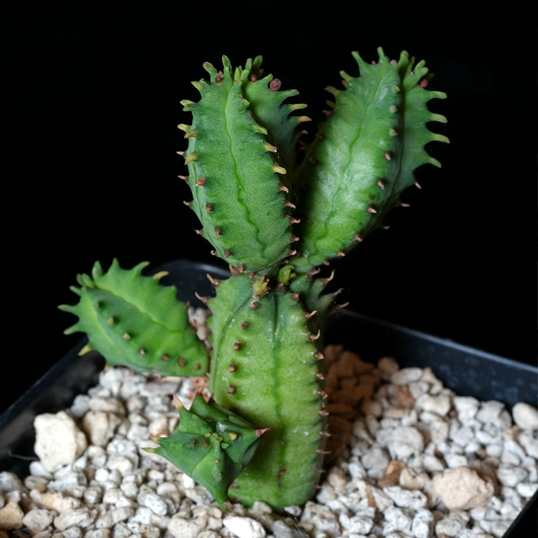 Euphorbia tubiglans - Rooted Succulent in 3.25" Pot