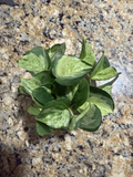 Manjula Pothos Cuttings – 6 Unrooted 1-Node Pieces for Rooting & Propagation