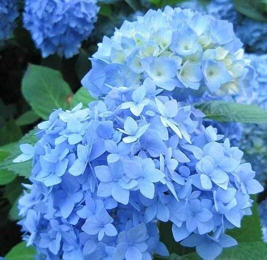 Blue Hydrangea Cuttings Bundle: 10 Fresh + 1 Rooted | Hydrangea macrophylla Starter Set