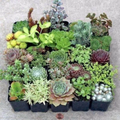 Succulent Cuttings Mix - 20 Unrooted Cuttings, 10 Varieties (2 each)