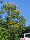 Mexican Sunflower Cuttings 8pcs | Tithonia diversifolia 9” Fresh Live Cuttings for Rooting