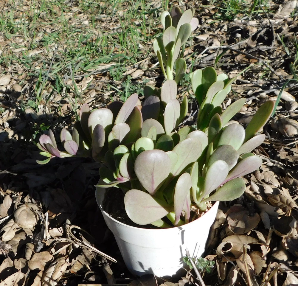 Senecio jacobsenii Purple Trailing Jade - Trailing Succulent Cutting