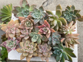 Graptopetalum paraguayense Cuttings (Pinky Ghost Plant) - 20 Pieces, 2–4" Each