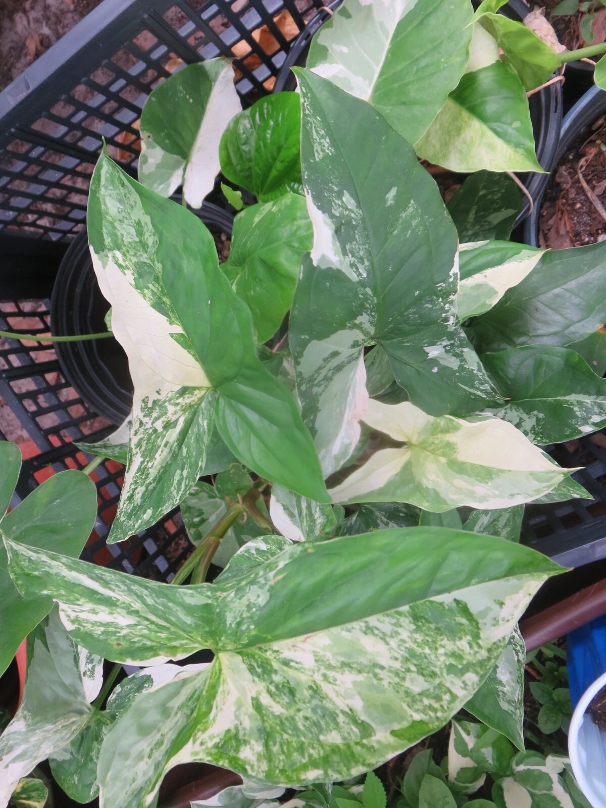 Syngonium podophyllum ‘Albo Variegata’ Cutting - Variegated Arrowhead Vine, Unrooted or Rooted