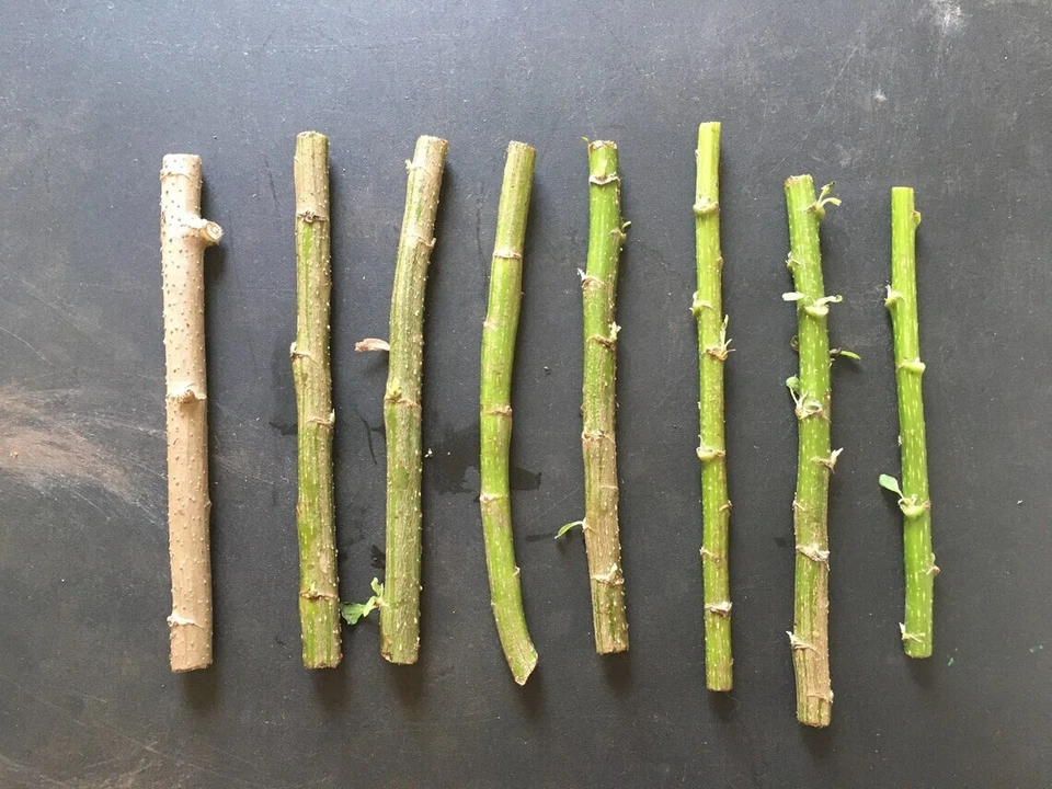 Mexican Sunflower Cuttings (Tithonia diversifolia) - 12 Unrooted Cuttings for Green Fertilizer & Ornamental Garden