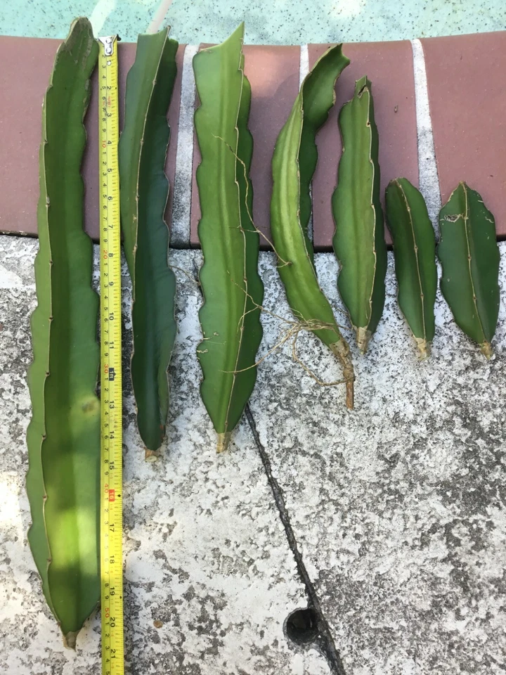 Vietnam Dragon Fruit Cuttings – 2 Unrooted 8–12 in Stems + 1 Free 4 in Cutting