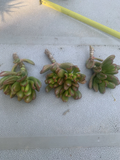 Crassula ovata ‘Gollum’ Jade Cuttings – 3 Live Unrooted Cuttings, Gollum/Hobbit Jade