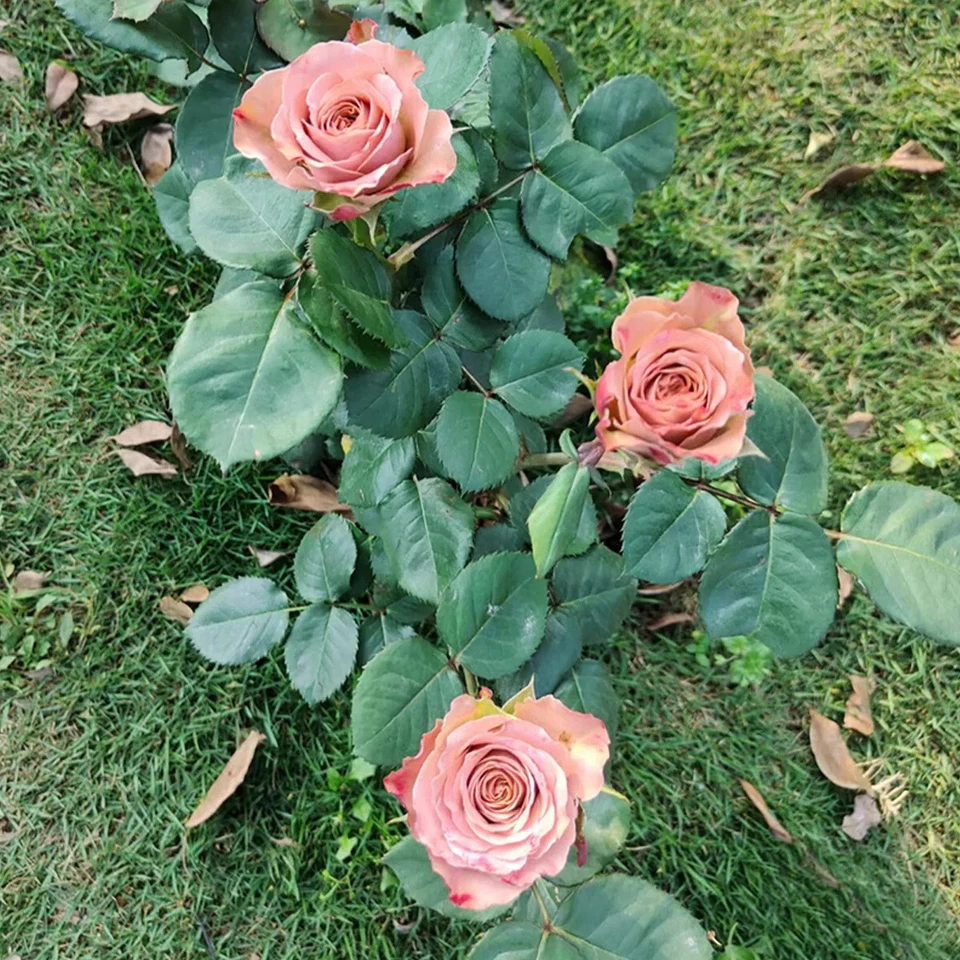 Cappuccino Rose Unrooted Cuttings – 3 Stems for Rooting or Grafting