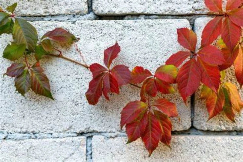 Virginia Creeper Cuttings - 10 Unrooted Parthenocissus quinquefolia Vines, 6-8"