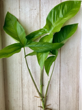 15 Rooted Arrowhead Vine Cuttings (Syngonium podophyllum) - Ready to Pot Starter Plants