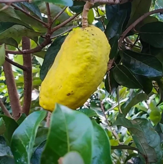 Olosapo Cutting (Couperia polyandra) - Unrooted 6"+ Cutting for Tropical Fruit Tree Propagation