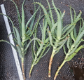 Aloe arborescens Cuttings – 4 Unrooted Fresh Tree Aloe Starts