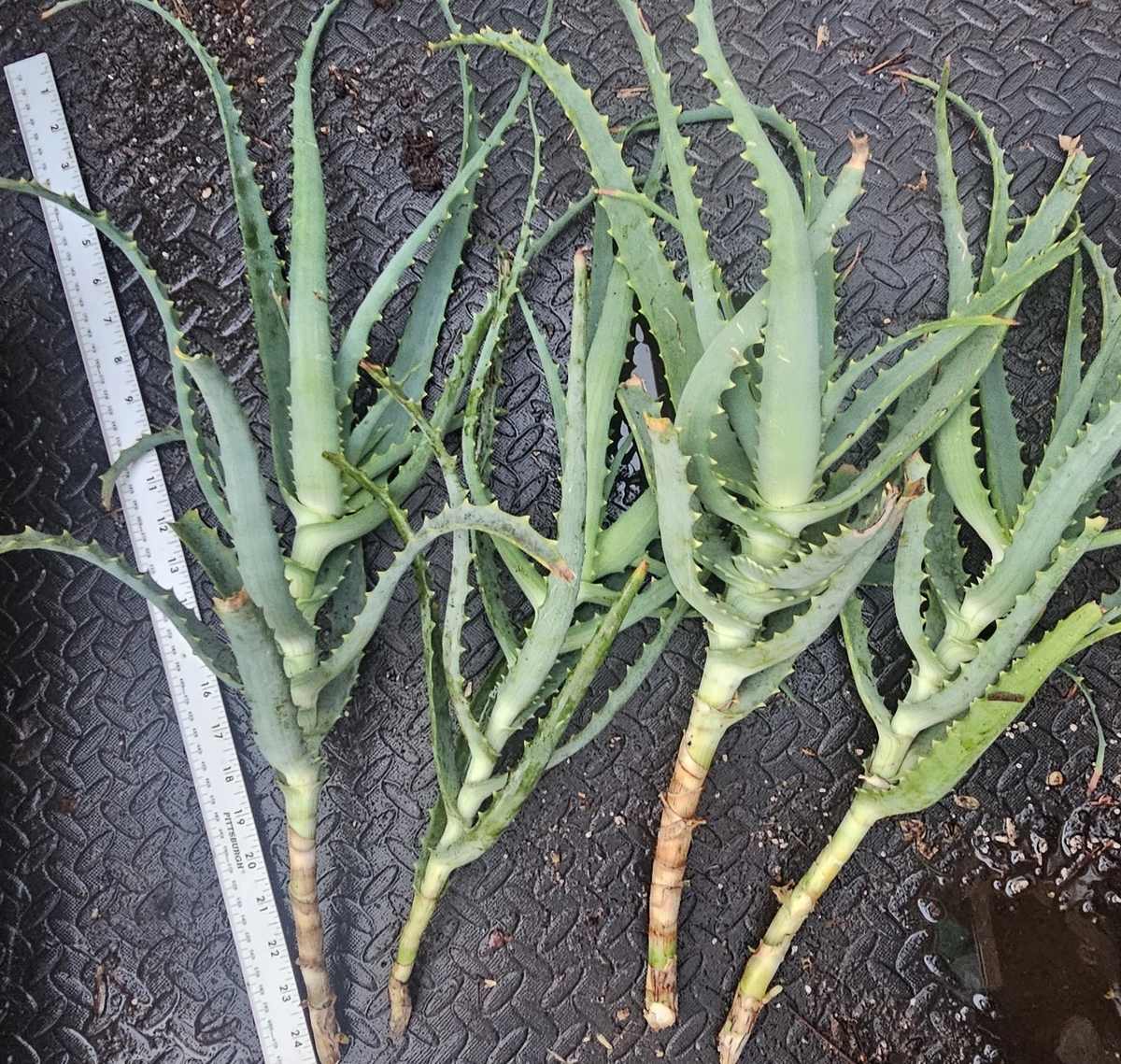 Aloe arborescens Cuttings – 4 Unrooted Fresh Tree Aloe Starts