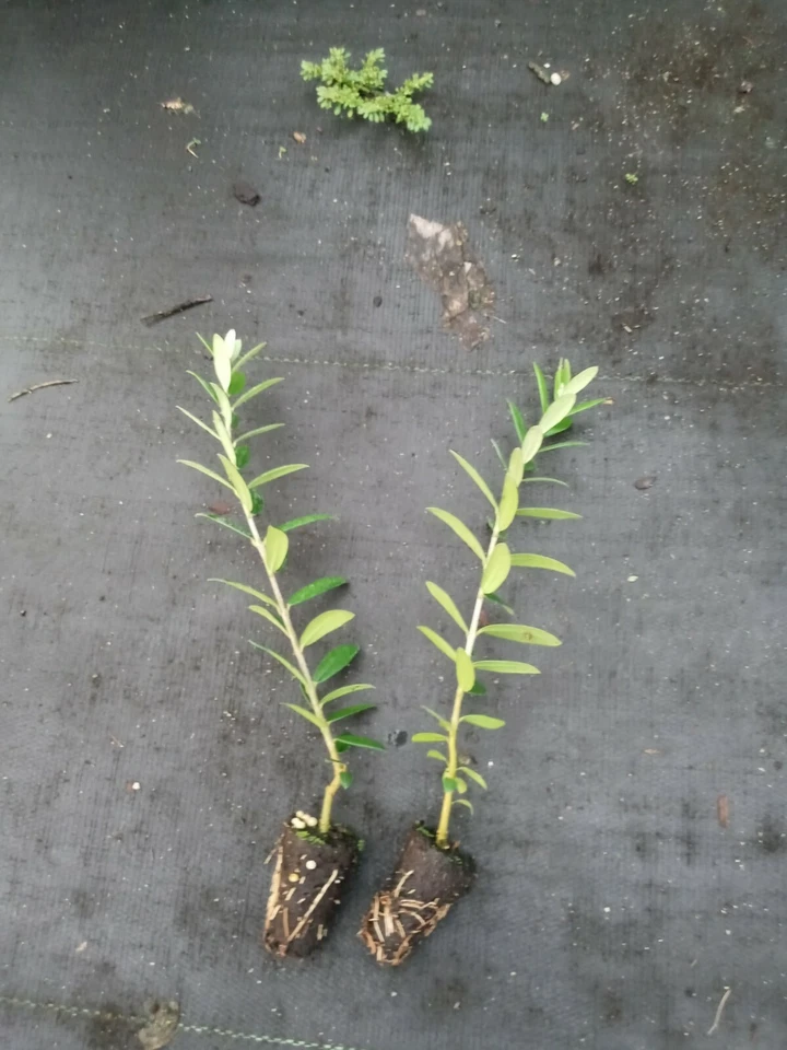 Arbequina Olive Tree Starter Plants (2) | Olea europaea, 8–11 Zone, Full Sun, Drought-Tolerant