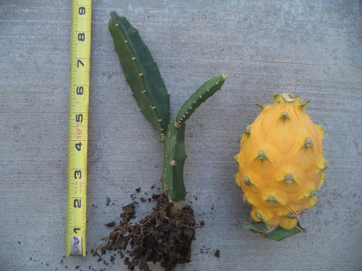 Yellow Dragon Fruit Plant | Rooted & Sprouted 6-8" Golden Pitaya Cactus Starter
