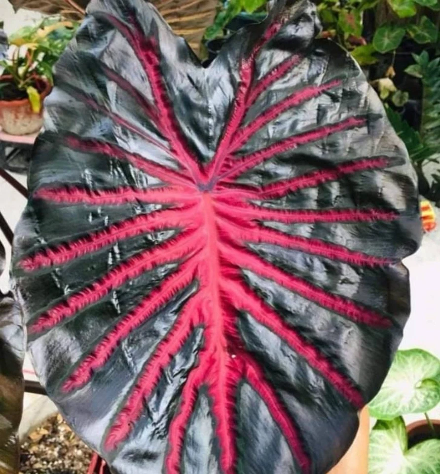 Black Lava Colocasia esculenta - Rooted Small Elephant Ear Starter Plant