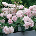 New Dawn Climbing Rose Cuttings – 6 Unrooted 6-Inch Propagation Wood