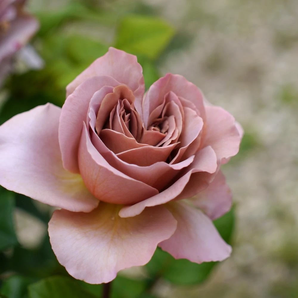 Café Latte Rose Cuttings – 3 Unrooted Scions for Rooting or Grafting