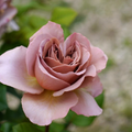 Café Latte Rose Cuttings – 3 Unrooted Scions for Rooting or Grafting