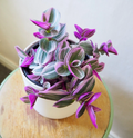 Tradescantia Nanouk Cuttings – 3 Unrooted 3–4" Pink/White/Green Variegated Stem Cuttings
