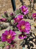 Tree Cholla Cylindropuntia imbricata Cuttings – 12 Fresh 4–6 in