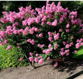 Crepe Myrtle Cuttings - 7 Unrooted Fresh Cuttings for Rooting, Lagerstroemia