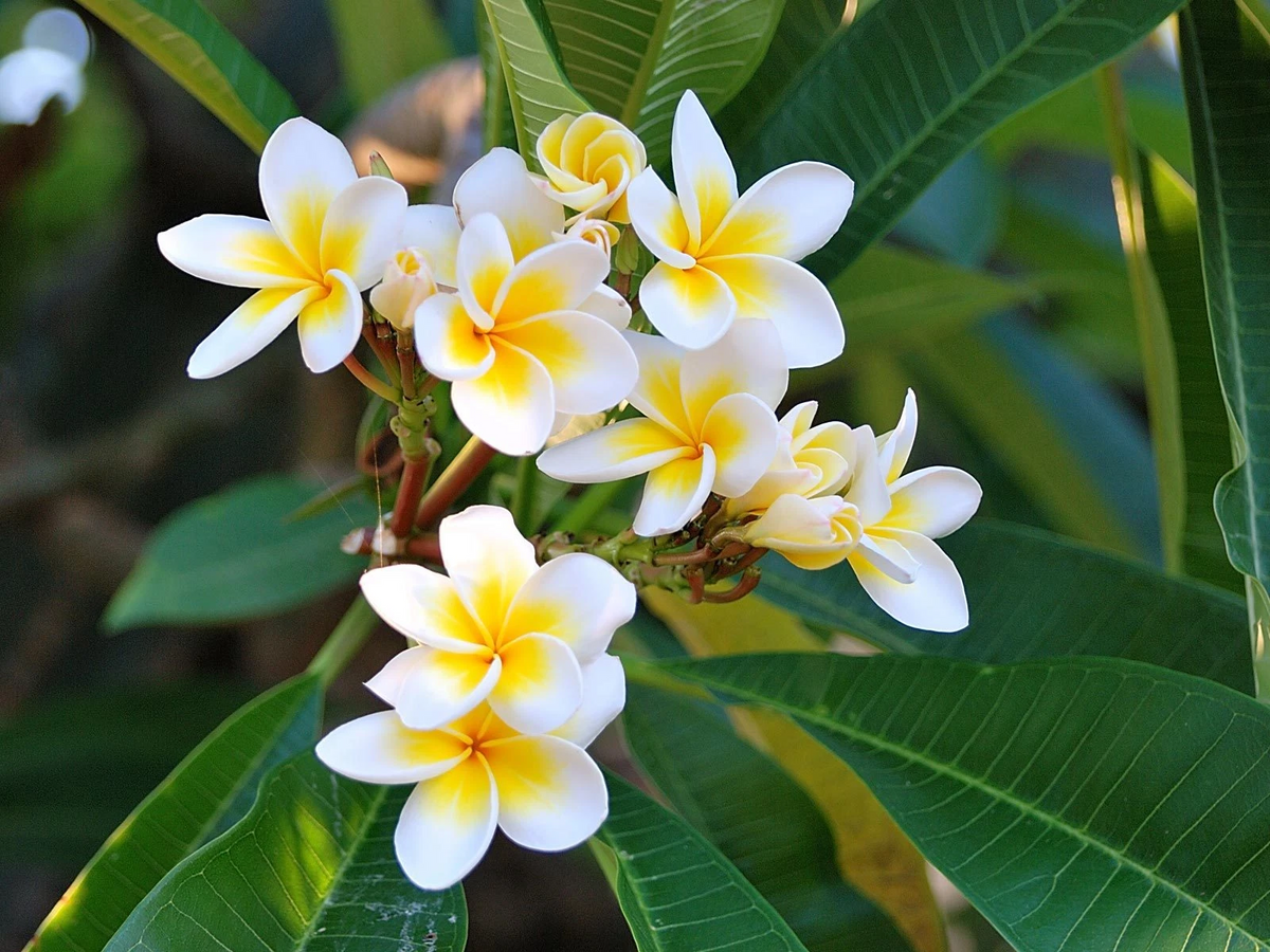 Plumeria Celadine Cutting – 13–15" Unrooted 1-Tip Stem (Celadine / Frangipani) for Propagation